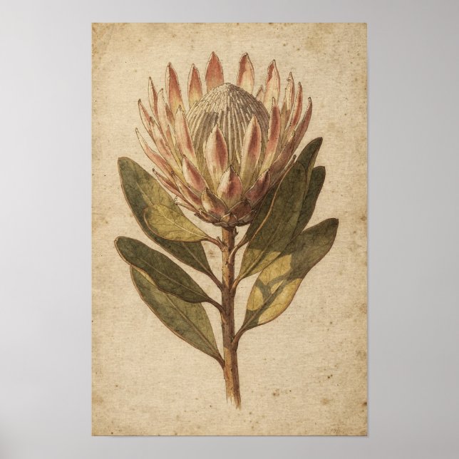 Blush Protea Blomma Botanisk Affisch (Framsidan)
