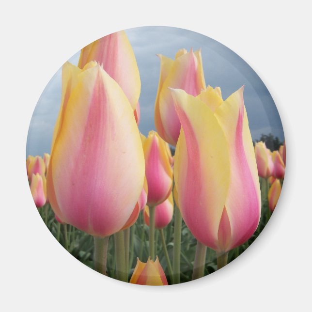 Blushing Beauty Tulips Magnet (Framsidan)