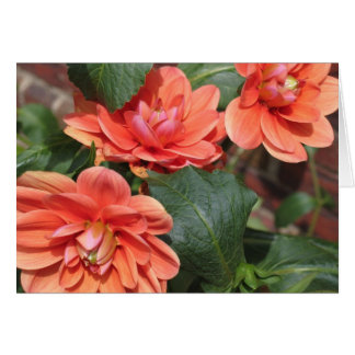 Blushing Dahlias OBS Kort