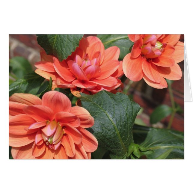 Blushing Dahlias OBS Kort (Framsidan Horizontal)