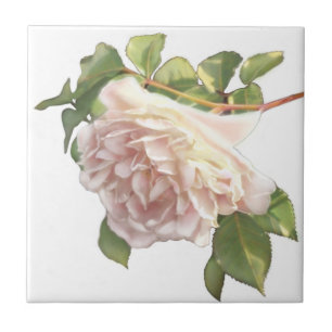 Blushing Ivory Peach Ro Kakelplatta
