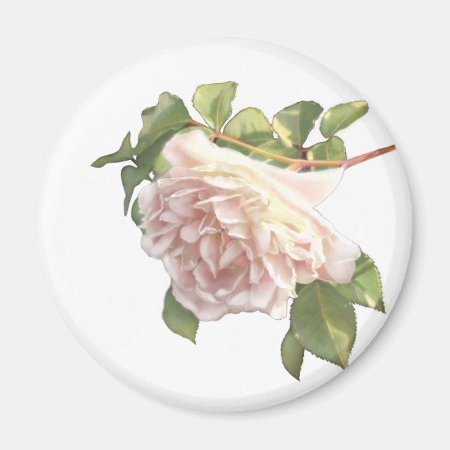 Blushing Ivory Peach Ro Magnet (Framsidan)