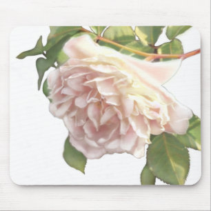 Blushing Ivory Peach Ro Musmatta
