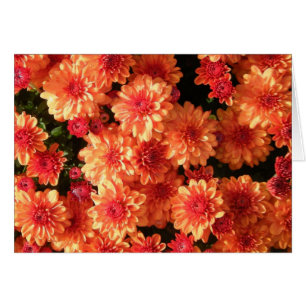 "Blushing Orange Morsa" OBS Kort