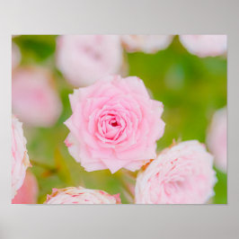 Blushing Petals Poster