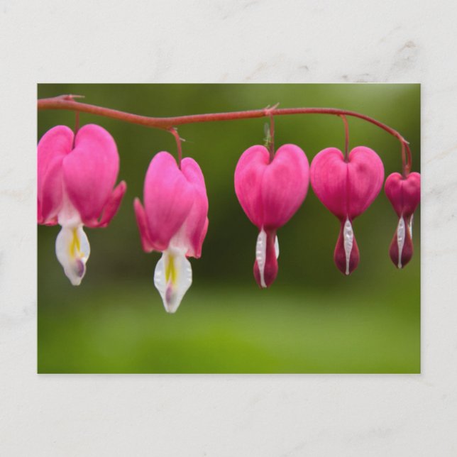 Blüten des operenden Herzens Vykort (Framsida)