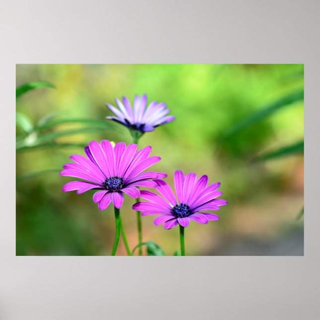 Blütentraum Poster (Framsidan)