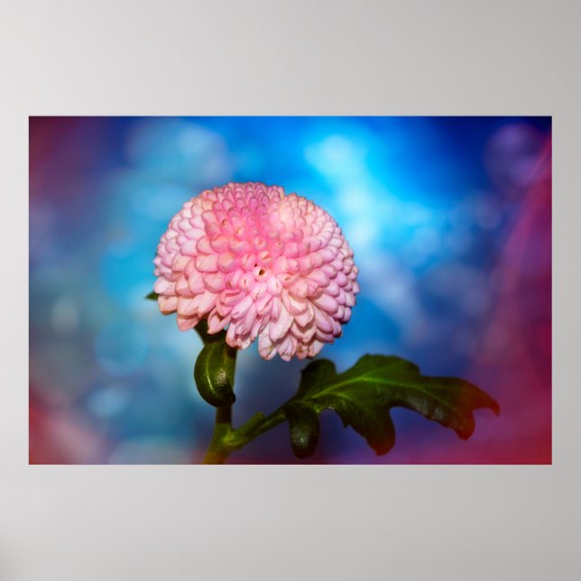 Blütenzauber Poster (Framsidan)