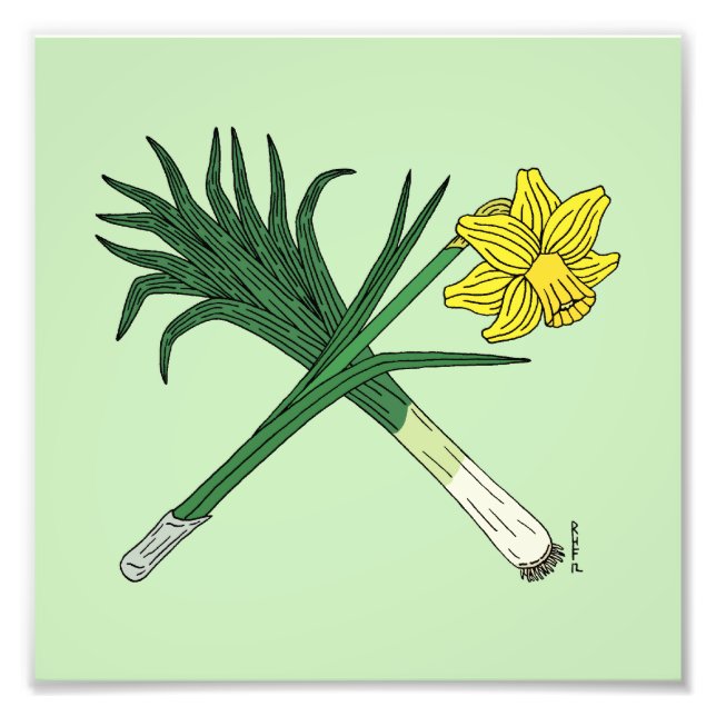 Bly och Daffodil korsade Fototryck (Framsidan)