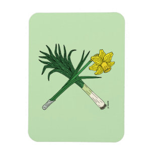 Bly och Daffodil korsade Magnet