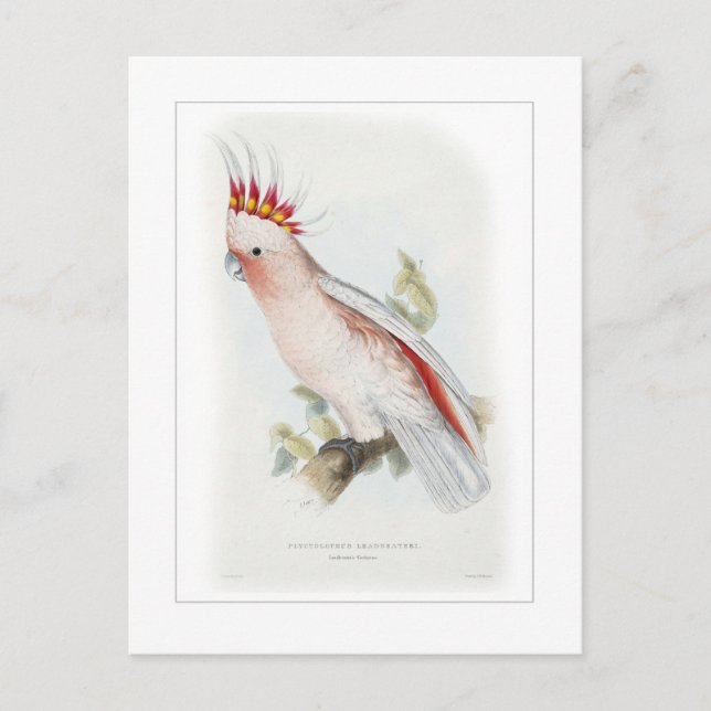 Blyerkakadua Vykort (Framsida)