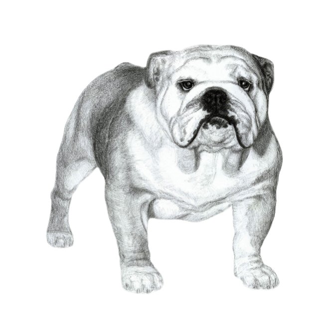 Blyertsteckning av engelsk bulldogg tee shirt (Hand-drawn English Bulldog )