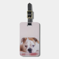 Blyg engelsk bulldoggvalp