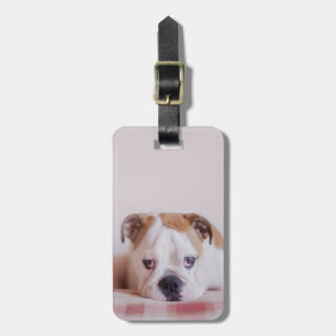 Blyg engelsk bulldoggvalp bagagebricka