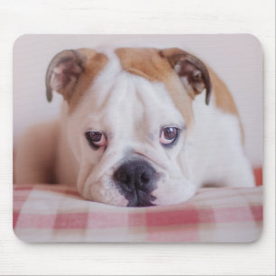 Blyg engelsk bulldoggvalp musmatta