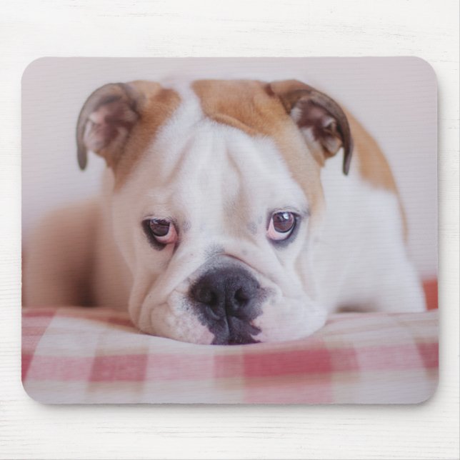 Blyg engelsk bulldoggvalp musmatta (Framsidan)