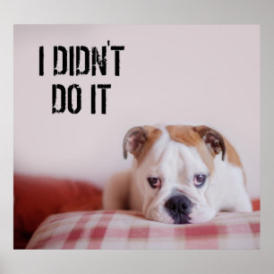 Blyg engelsk bulldoggvalp poster