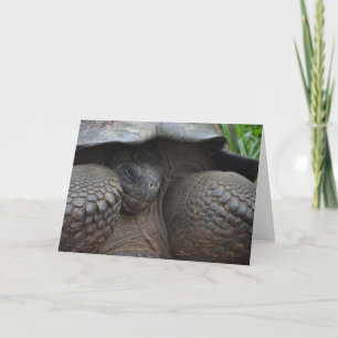 Blyg Galapagos sköldpadda Kort