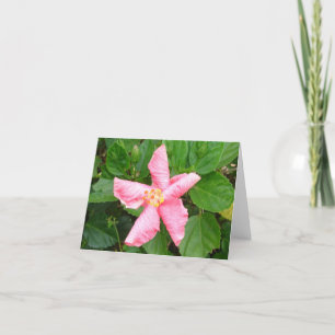 Blyg hibiskus kort