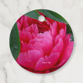 Blyg Rosa Pion Gåvor Etiketter