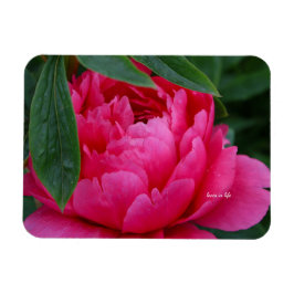 Blyg Rosa Pion Magnet