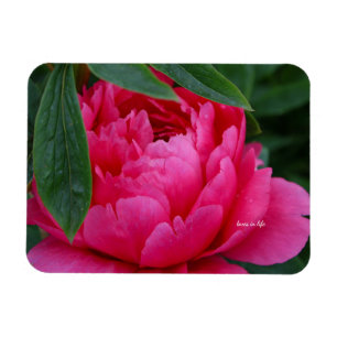 Blyg Rosa Pion Magnet