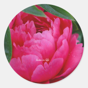 Blyg Rosa Pion  Runt Klistermärke