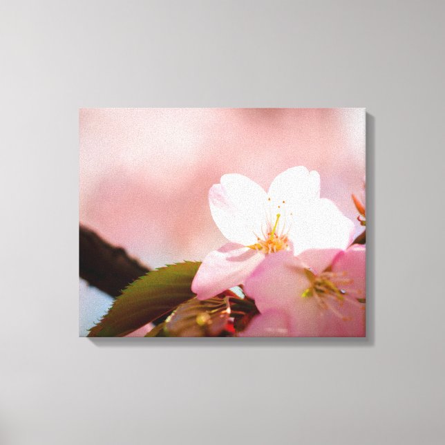 Blyg Sakura-blomma skymmer sig bakom blomningen Canvastryck (Framsida)