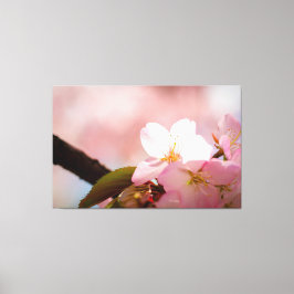 Blyg Sakura-blomma skymmer sig bakom blomningen Canvastryck