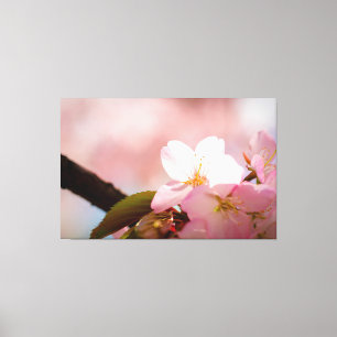 Blyg Sakura-blomma skymmer sig bakom blomningen Canvastryck