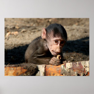 Blyg ung Male Hamadryas Baboon (papioen) Poster