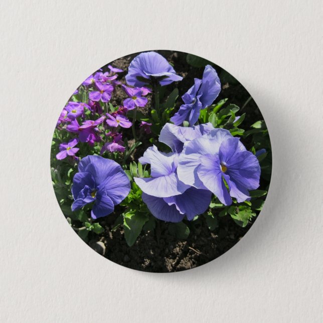 Blyga purpurfärgade Pansies Knapp (Framsida)