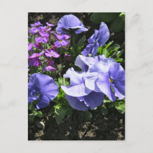 Blyga purpurfärgade Pansies Vykort