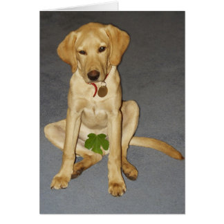 Blygsam valp OBS kort