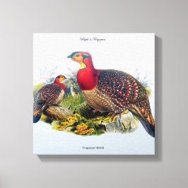 Blyths Tragopan aka Horny Pheasant J.Gould Canvas