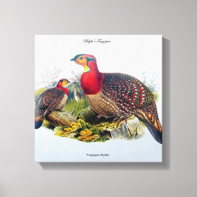 Blyths Tragopan aka Horny Pheasant J.Gould Canvas (Framsida)