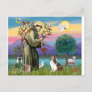 Bndr-Saint-Francis-Sheltie-Leah-nocat Vykort