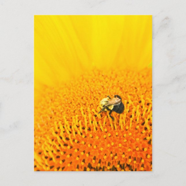 BNo2: Bee-ödmjukt nummer 2 Vykort (Framsida)