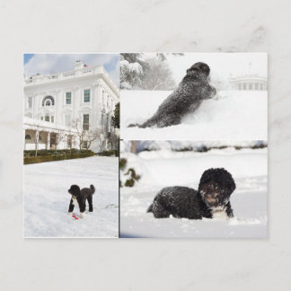 Bo "Barack Obama Family hund" i vykortet snö Vykort