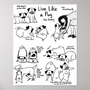 Bo något liknande en mops! poster