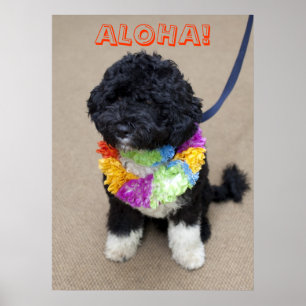 Bo Obama - Aloha affisch