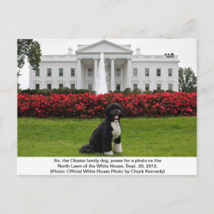 Bo- - Obama Family hund-vykort Vykort
