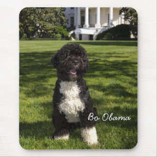 Bo Obama Musmatta