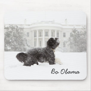 Bo Obama Musmatta