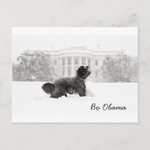 Bo Obama Vykort