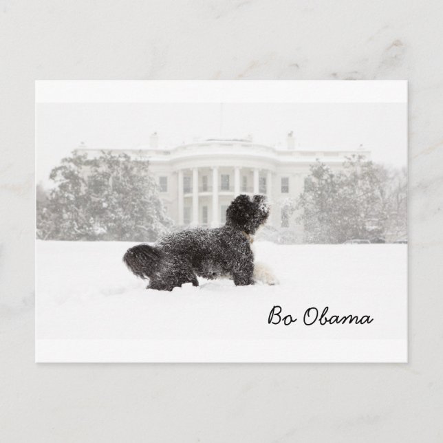 Bo Obama Vykort (Framsida)