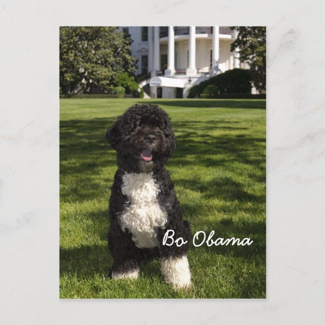 Bo Obama Vykort (Framsida)