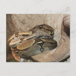 Boa Constrictor # 2 Vykort