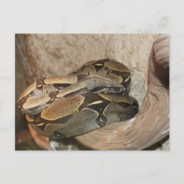 Boa Constrictor # 2 Vykort (Framsida)