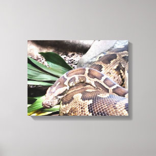 Boa constrictor kräldjur canvastryck